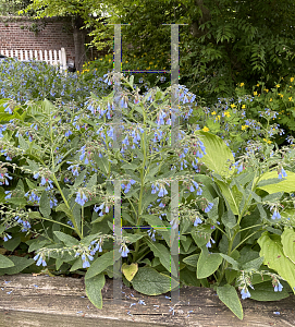 Picture of Symphytum caucasicum 