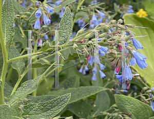 Picture of Symphytum caucasicum 