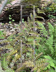 Picture of Dryopteris erythrosora 