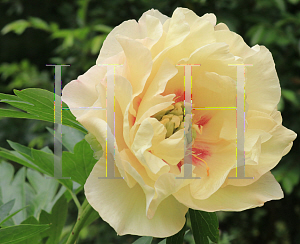 Picture of Paeonia  'Canary Brillants'