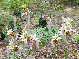 Picture of Monarda punctata 