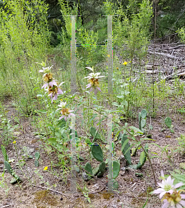 Picture of Monarda punctata 