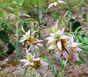 Picture of Monarda punctata 