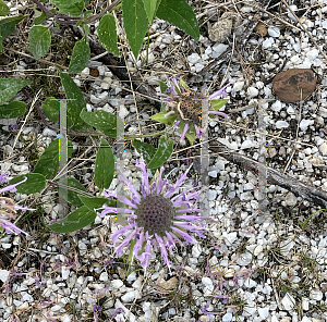 Picture of Monarda fistulosa 