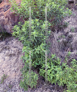 Picture of Monarda fistulosa 