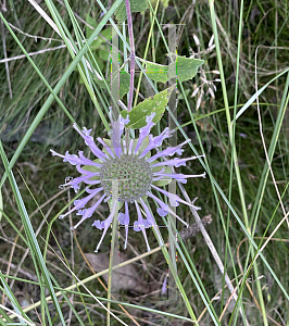 Picture of Monarda fistulosa 