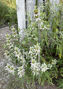 Picture of Monarda punctata 