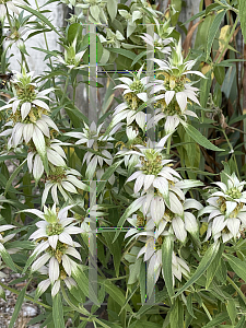 Picture of Monarda punctata 