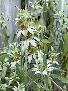 Picture of Monarda punctata 