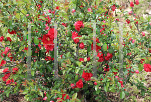 Picture of Chaenomeles speciosa 'Double Take Scarlet Storm'