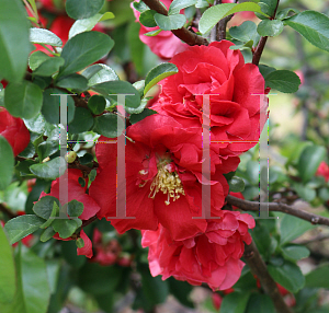 Picture of Chaenomeles speciosa 'Double Take Scarlet Storm'