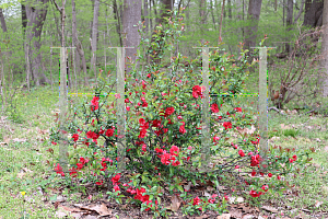 Picture of Chaenomeles speciosa 'Double Take Scarlet Storm'