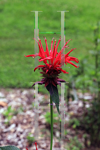 Picture of Monarda didyma 'Jacob Cline'