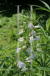 Picture of Penstemon digitalis 