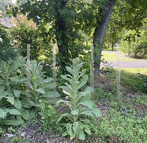 Picture of Verbascum thapsus 