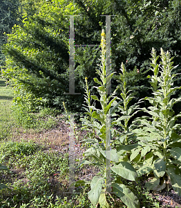 Picture of Verbascum thapsus 