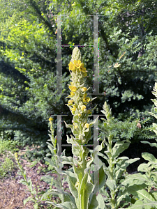 Picture of Verbascum thapsus 