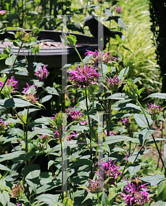 Picture of Monarda didyma 'Blue Stocking'