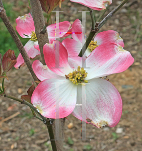 Picture of Cornus florida 'Erica's Appalachian Sunrise'