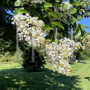 Picture of Lagerstroemia x 'Acoma'