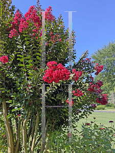 Picture of Lagerstroemia x 'Arapaho'