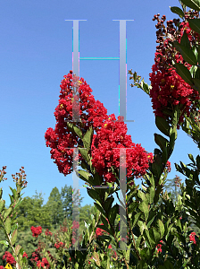 Picture of Lagerstroemia x 'Arapaho'