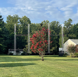 Picture of Lagerstroemia x 'Arapaho'