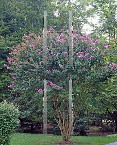 Picture of Lagerstroemia x 'Muskogee'