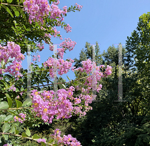 Picture of Lagerstroemia x 'Lipan'