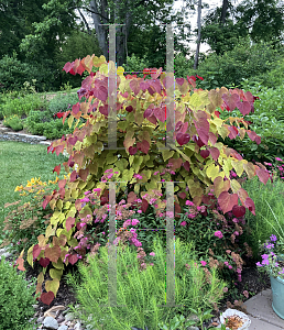 Picture of Cercis canadensis 'NC2016-2 (Flame Thrower®)'
