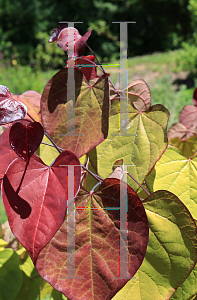 Picture of Cercis canadensis 'NC2016-2 (Flame Thrower®)'