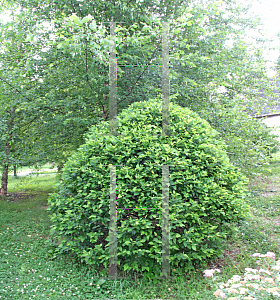 Picture of Betula nigra 'Little King (Fox Valley)'