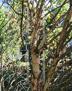 Picture of Betula nigra 'Little King (Fox Valley)'