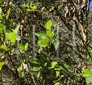 Picture of Betula nigra 'Little King (Fox Valley)'