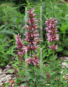 Picture of Agastache  'POQUITO Lavender'
