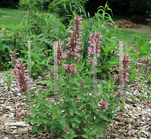 Picture of Agastache  'POQUITO Lavender'