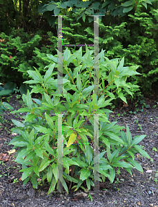 Picture of Illicium  'Woodland Ruby'