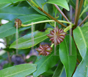 Picture of Illicium  'Woodland Ruby'
