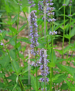 Picture of Agastache  'Blue Fortune'