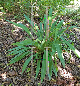 Picture of Carex scaposa '~Species'
