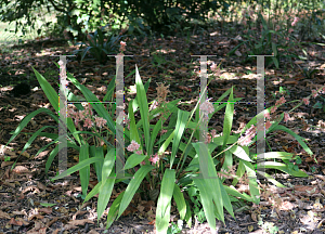 Picture of Carex scaposa '~Species'
