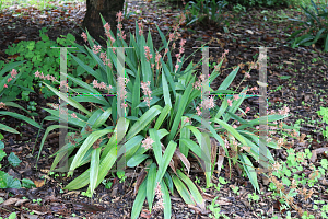 Picture of Carex scaposa '~Species'