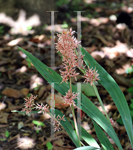 Picture of Carex scaposa '~Species'