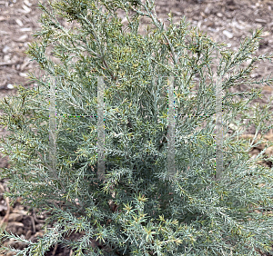 Picture of Chamaecyparis lawsoniana 'Barry's Silver'