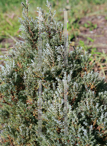 Picture of Chamaecyparis lawsoniana 'Barry's Silver'