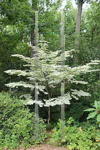 Picture of Cornus kousa 'Snowboy'