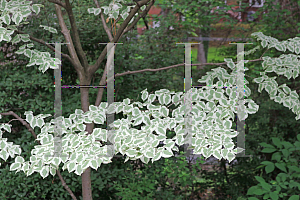 Picture of Cornus kousa 'Snowboy'
