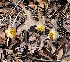 Picture of Crocus chrysanthus '~Species'