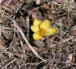 Picture of Crocus chrysanthus '~Species'