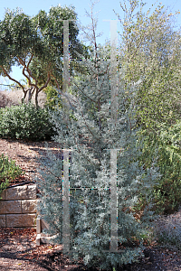 Picture of Cupressus arizonica 